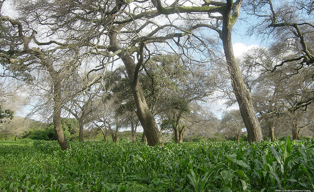 agroforestry